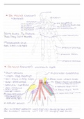 Anatomie tekeningen