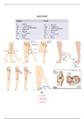 Anatomy: Lower extremity (MSK, Bones, Articulations, Nerve, Arteries) 