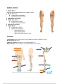 CLASE 5: Miembro Inferior I: Anatomía de Superficie. Osteologia y Artrología del Miembro Inferior  Reconocimientos 