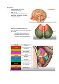 CLASE 14: Sistema Nervioso IV: Cerebelo (Configuración Externa e Interna). Medula Espinal. 