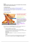 CLASE 16: Cuello II: Triángulos del Cuello. Cuello Visceral (Glándula Tiroides, Paratiroides, Laringe, Tráquea y Esófago Cervical) 