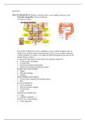 Anatomía del abdomen