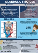 Infografía de la tiroides