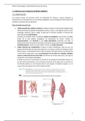 Tema 7.2. Músculo liso y músculo estriado cardíaco