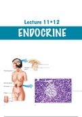 Endocrine Notes and Flashcards