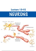 Neurons Notes and Flashcards