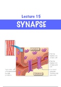 Synapse Notes and Flashcards