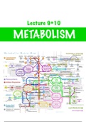Metabolism Notes and Flashcards