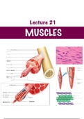 Muscles Notes 
