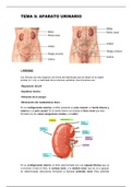 Tema 9 Anatomía Humana
