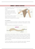 Apuntes Anatomia I 