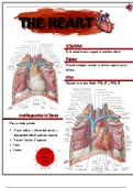 Anatomía del Corazón