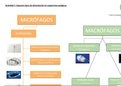 Actividad de Oceanografía Biológica y Biología Marina  (UCV Ciencias del Mar) - Tipos de alimentación en organismos pelágicos