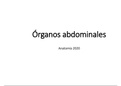 Organos Abdominales