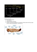 Subphylum Tracheata & Crustacea - Lecture Notes Biol 485 (Invertebrates)