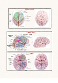 Neuroanatomie; Beschriftete neben unbeschriebenen Abbildungen der Cerebraren Hemisphären zum lernen 