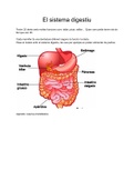 Sistema digestiu