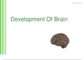 Development of brain