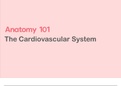 Anatomy 1: Introduction to The Cardiovascular System
