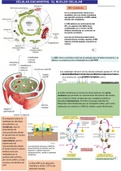 Microbiología: Resumen Núcleo Celular 