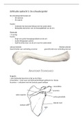 anatomie van de schoudergordel