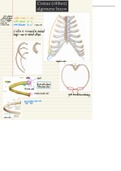 Anatomie: Overzicht osteologie Costae