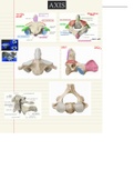 Anatomie: Overzicht osteologie Axis (wervelkolom)