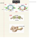 Anatomie: Overzicht osteologie Atlas (wervelkolom)