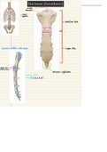Anatomie: Overzicht osteologie Sternum (borstbeen)