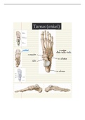 Anatomie: Overzicht osteologie Tarsus (enkel)