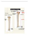 Anatomie: Overzicht osteologie Tibia / Fibula