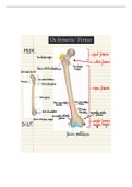 Anatomie: Overzicht osteologie Femur