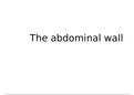 Anatomy and neurovascular supply of abdominal wall