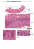 Tejidos óseo, muscular y epitelial señalizados 