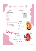 Anatomía sistema urinario 