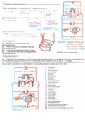 Tractus circulatorius jaar 1 (anatomie en fysiologie)