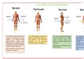 Anatomía (planos anatómicos, términos de dirección y cavidades corporales)