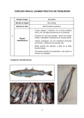 Especies para el Examen Práctico de Pesquerías (UCV Ciencias del Mar)