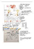MCAT Notes: Kaplan Biology Chapter 5 (The Endocrine System)