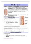 Anatomía del abdomen (Visceras) 