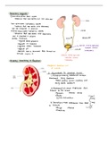 Renal and digestive system