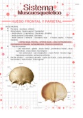 Resumen de hueso frontal y parietal , articulaciones