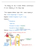 Urinary System Final review