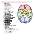 Uitwerking alle open vragen neuroanatomie