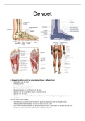Anatomie van de voet (botten, banden, gewrichten(+vlakken), spieren voet + onderbeen, bewegingsas/vlakken