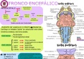 Resumen neuro, tronco encefálico, sistema ventricular, LCR