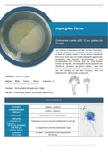 MYCOLOGIE - Aspergillus flavus - Fiche récapitulative 1 page