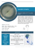 MYCOLOGIE - Aspergillus fumigatus - Fiche récapitulative 1 page