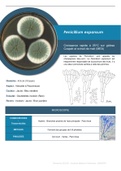 MYCOLOGIE - Penicillium expansum - Fiche récapitulative 1 page