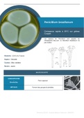 MYCOLOGIE - Penicillium brasilianum - Fiche récapitulative 1 page
